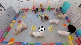 애견유치원&애견호텔&애견미용 멍멍플라워