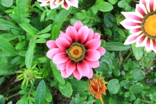 변미숙공인중개사사무소