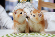 아담스펫 강아지분양 고양이분양 창원점