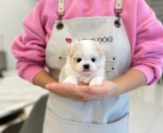 강아지분양 애견입양 아이러브독 광주점