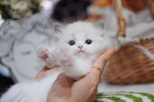 아담스펫 강아지분양 고양이분양 창원점