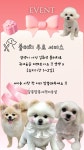 알콩달콩애견미용실