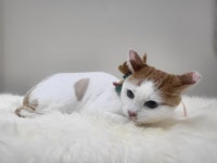 무릎 위의 고양이 무냥