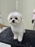 개몽이네