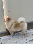 개몽이네