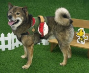 댕냥이라이프 강아지와고양이 애견용품펫마트 대전본점