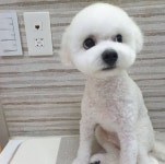 땡자네묭실