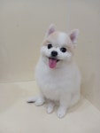 깔끔하개