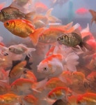 엔젤아쿠아펫가든 & 카페,만월경 군산수송점