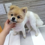 땡자네묭실