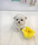 유앤미펫 강아지분양 고양이분양 용인점