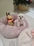 꽃댕댕싸롱
