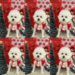 나라라펫 송파거여점