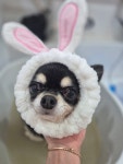 꼬몽스 강아지미용실