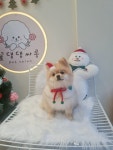 꽃댕댕싸롱