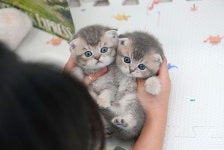 미유펫 강아지고양이 구미점