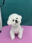 펫아지트