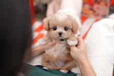 미유펫 강아지고양이 구미점