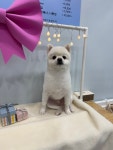 솜솜 애견미용
