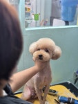 릴리네 애견미용실