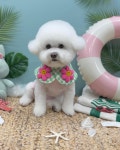 펫코디