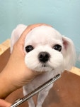 릴리네 애견미용실