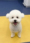 우쭈쭈플렉스 강아지 애견 미용