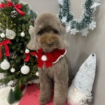 샤멍샤멍 반려견미용실