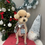 샤멍샤멍 반려견미용실