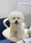 우쭈쭈플렉스 강아지 애견 미용