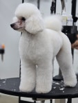 벨라루시애견미용학원 창원마산점