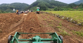 평창더덕직판장
