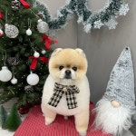 샤멍샤멍 반려견미용실