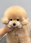 두리그루밍