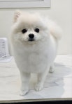 엘레멍스