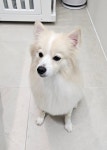 엘레멍스
