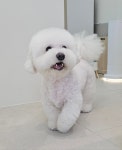 엘레멍스