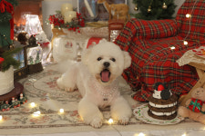 다온멍스쿨 애견유치원 &24시 애견호텔