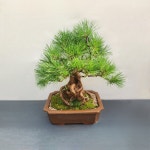 흑송분재원
