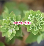 야생화녹화
