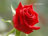 성내백두산퀵서비스