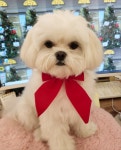 르라움 애견호텔 유치원 신암점