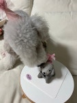댕댕잇