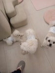 르라움 애견호텔 유치원 신암점