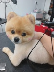폼나개