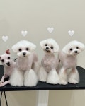 큐트핏 애견미용실