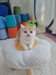 일산고양이 라라캣츠