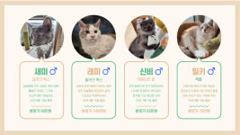 오즈캣 DMC점 마포은평