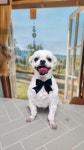 고품개