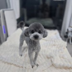맑음펫